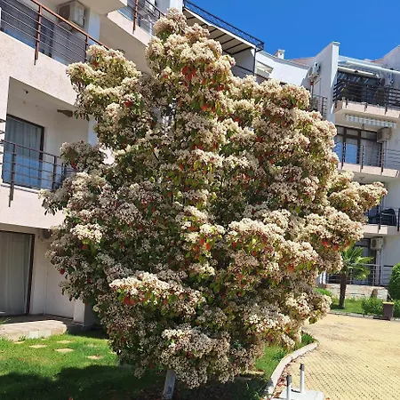 Diamond By The Sea 圣弗拉斯